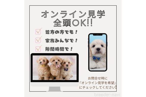 成約済の神奈川県のチワワ(ロングコート)-377927の3枚目